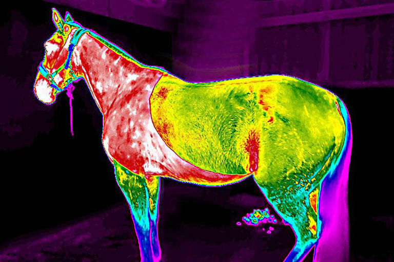 Introducing Equine Thermography Courses