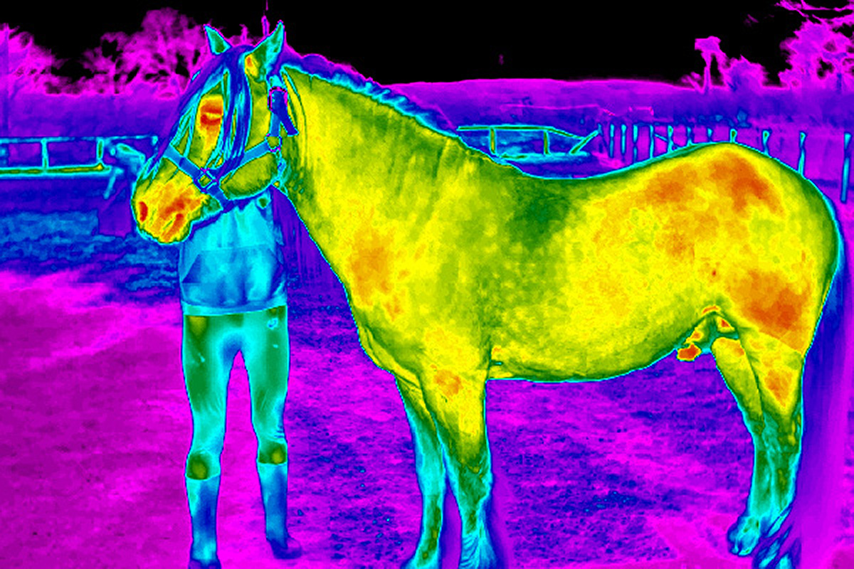 Equine Thermography Training