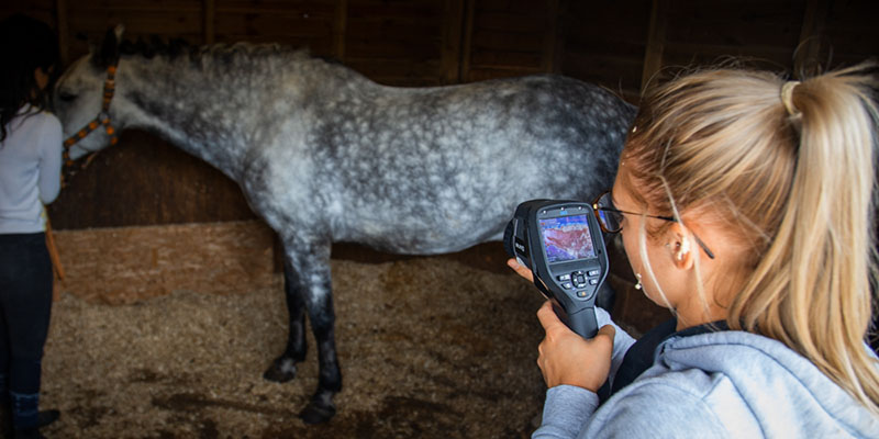 Equine Thermography Course